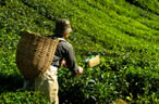 Tea Worker