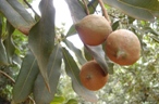 Macadamia Plant